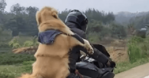 Được chủ đèo 300 cây số về quê đón Tết, biểu cảm của chó Golden khiến mọi người bất ngờ