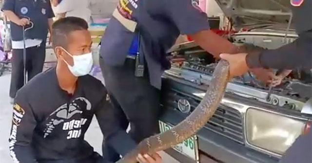 Chủ xe Toyota "hoảng hồn" khi thấy rắn hổ mang chúa dài 3m dưới nắp capo